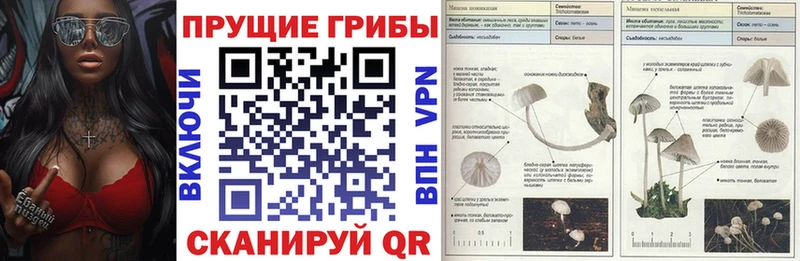 сколько стоит  Полярный  Галлюциногенные грибы Cubensis 